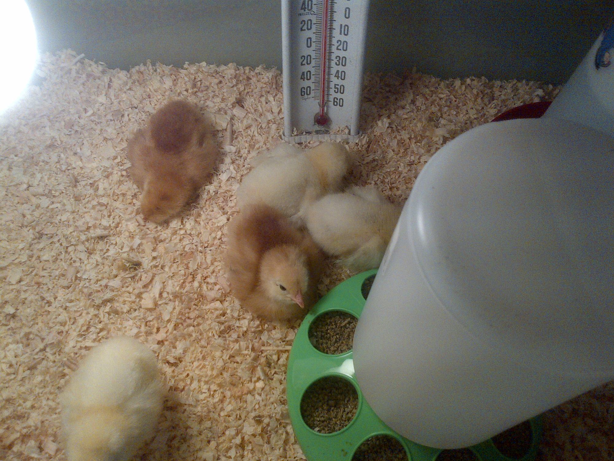 my chicks