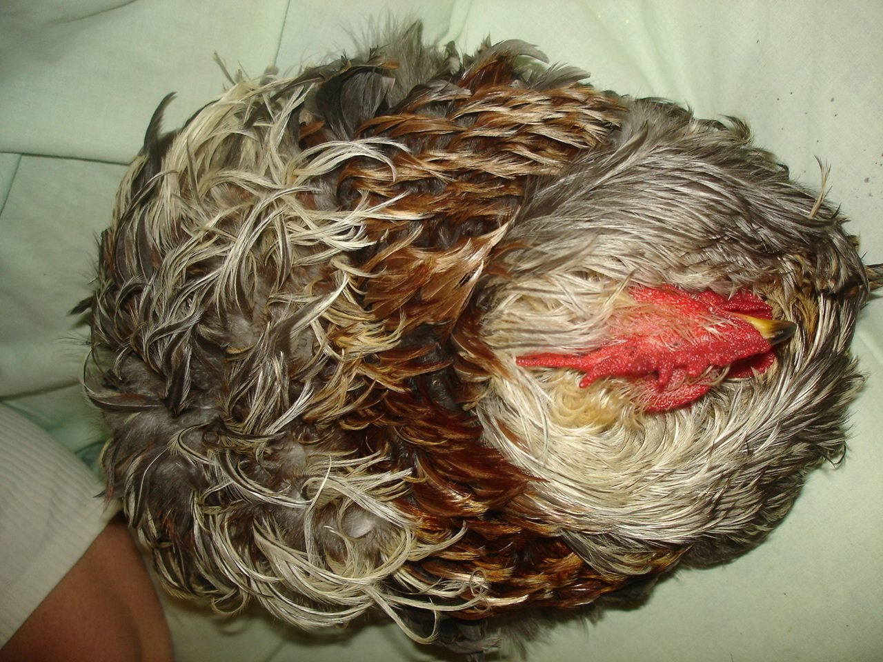 Red a six month old cockerel. When young feathers were very obviously blue with red lacing or edging, though not on breast or bumm.