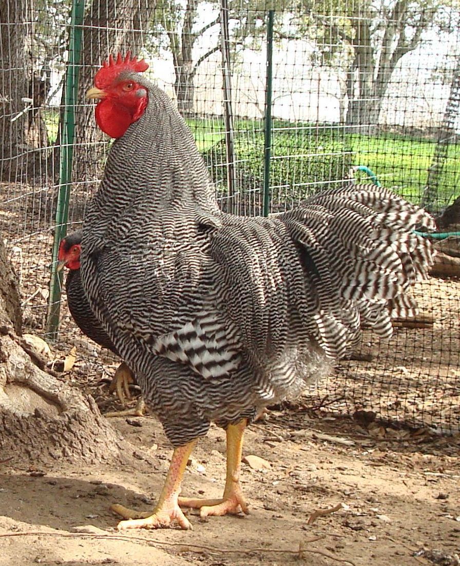 barred1.jpg