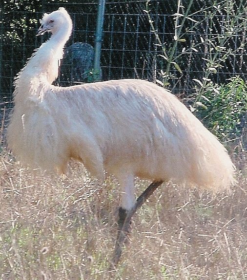 white emu.jpg