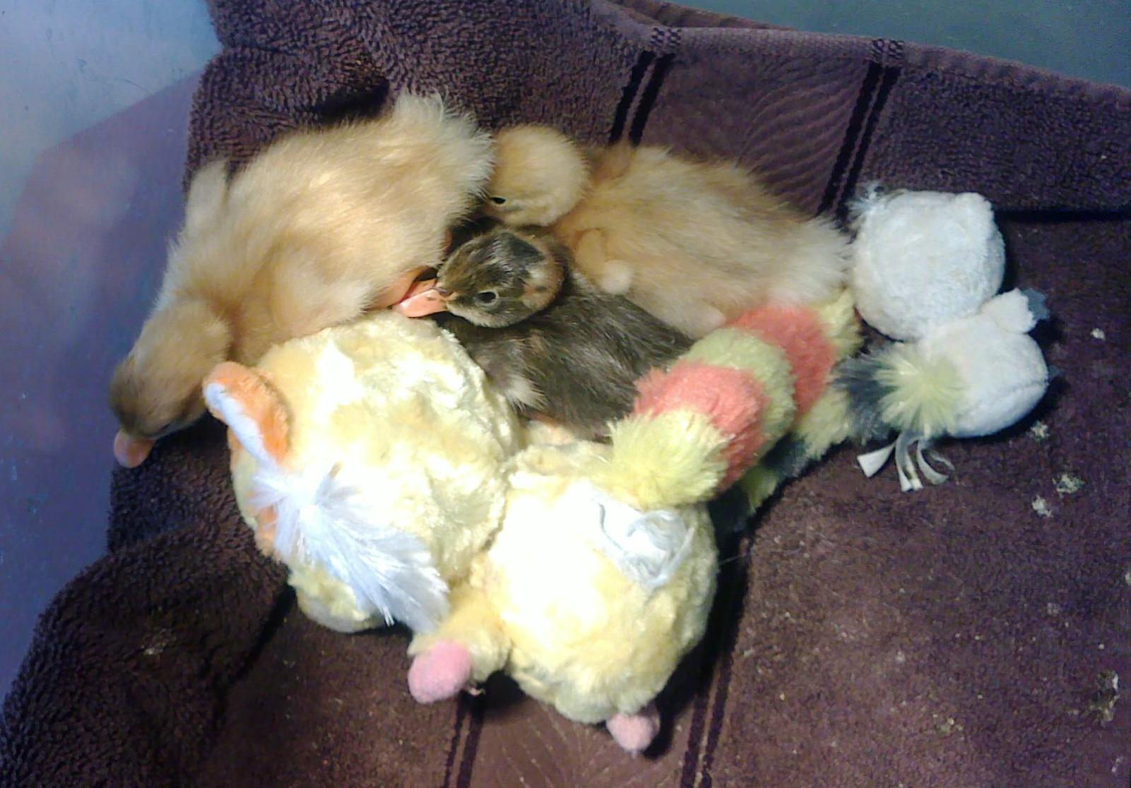first three in brooder.jpg