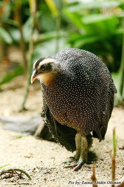 Crested Argus Malay note leg scaling .jpg