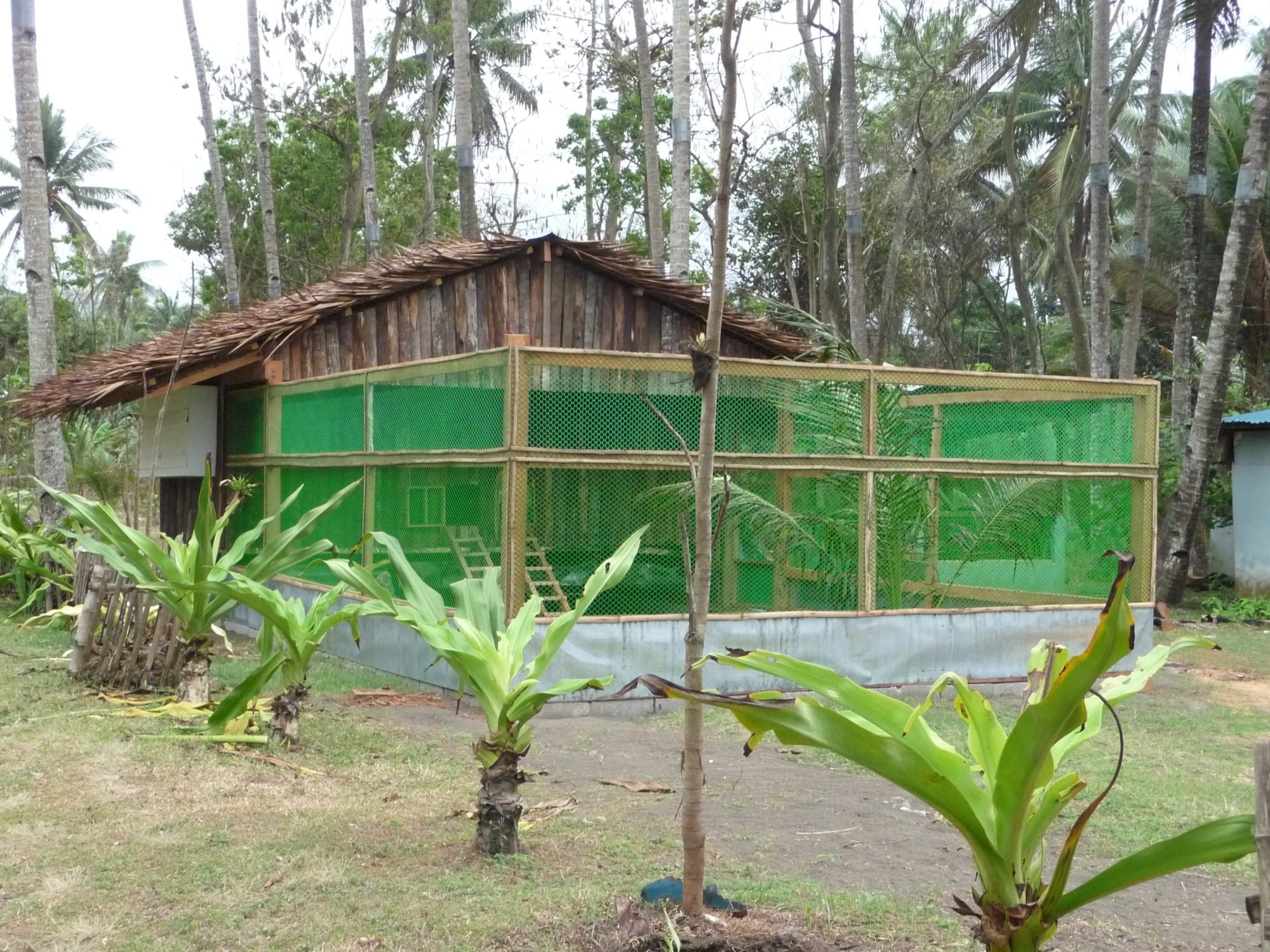 The Balay Kubo (Nipa Hut) - BackYard Chickens Community