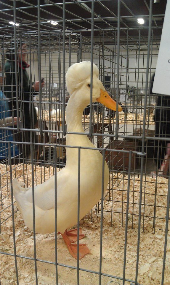 afroduck.jpg