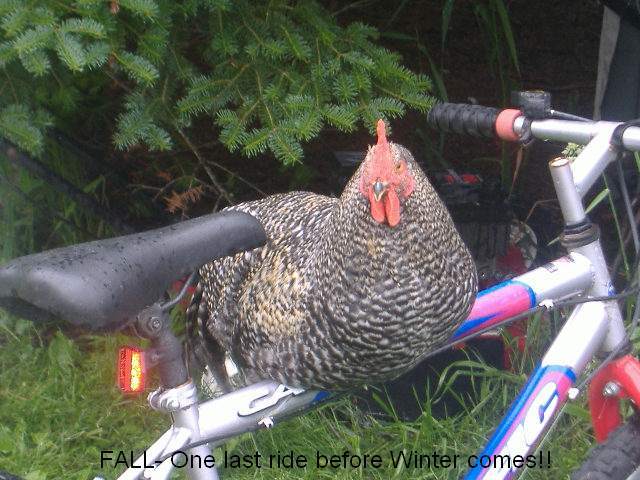 Chickens going for a ride! 001.jpg