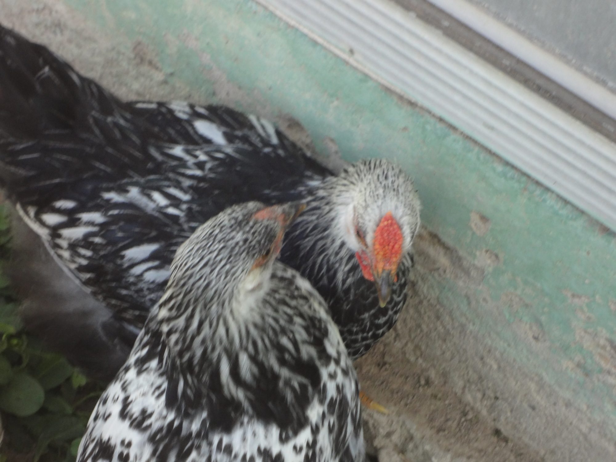 3 1/2 Month old Silver Laced Wyandotte chicks please help!