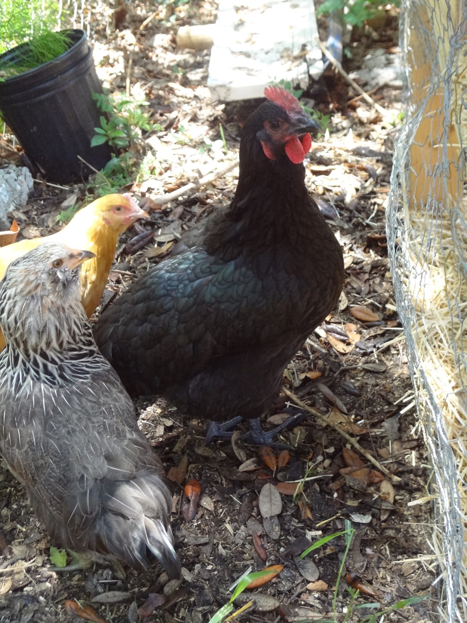 Australorp Rooster