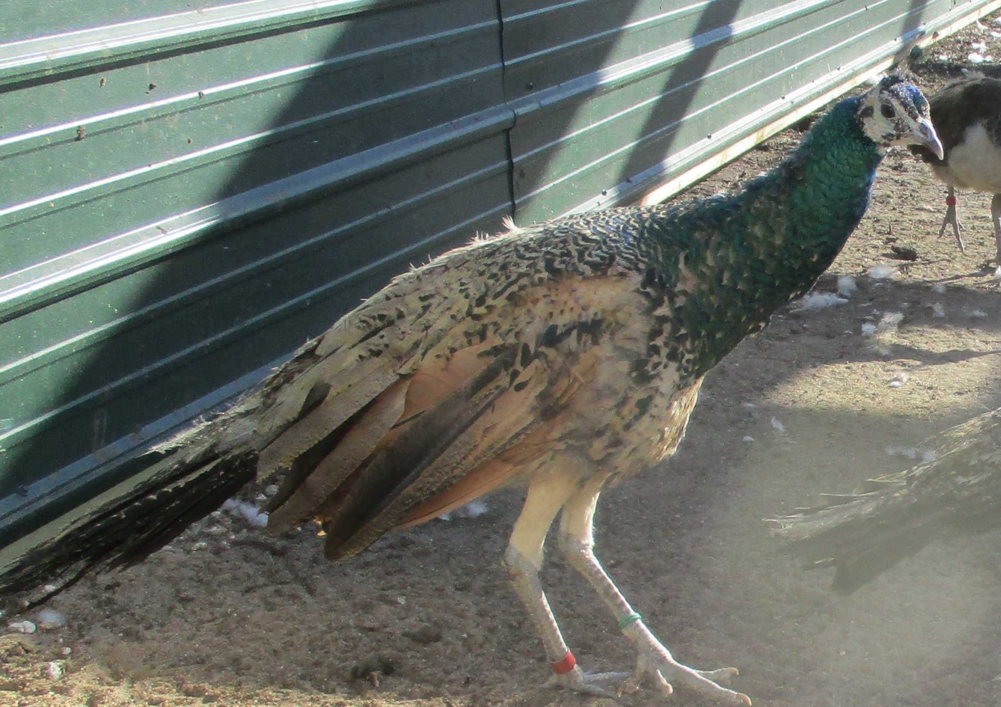 Peafowl 201: Further Genetics- Colors, Patterns, And More