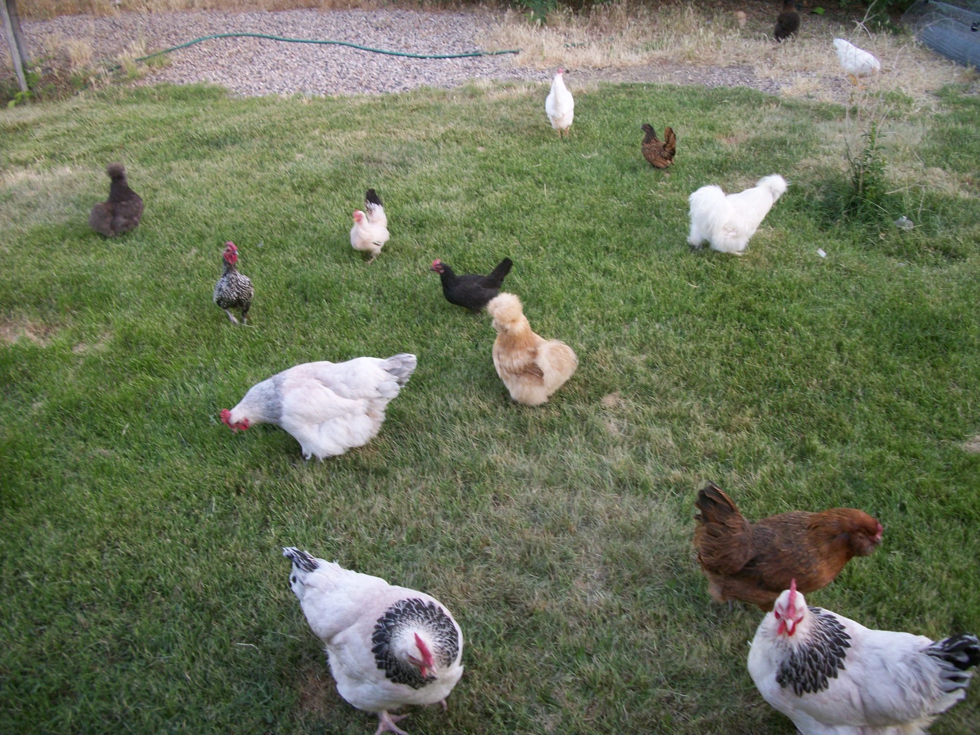 odd-or-unusual-chicken-names-backyard-chickens-learn-how-to-raise