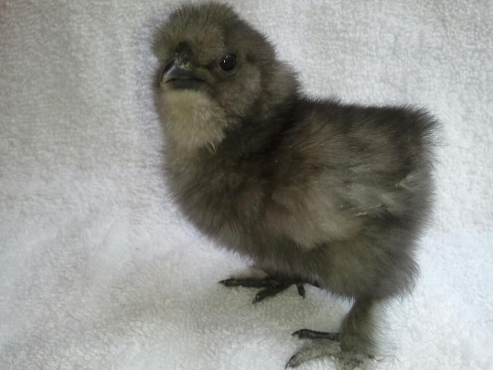 PA Silkie.jpg