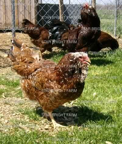 Buy It Now Spangled Russian Orloff Hatching Eggs Backyard