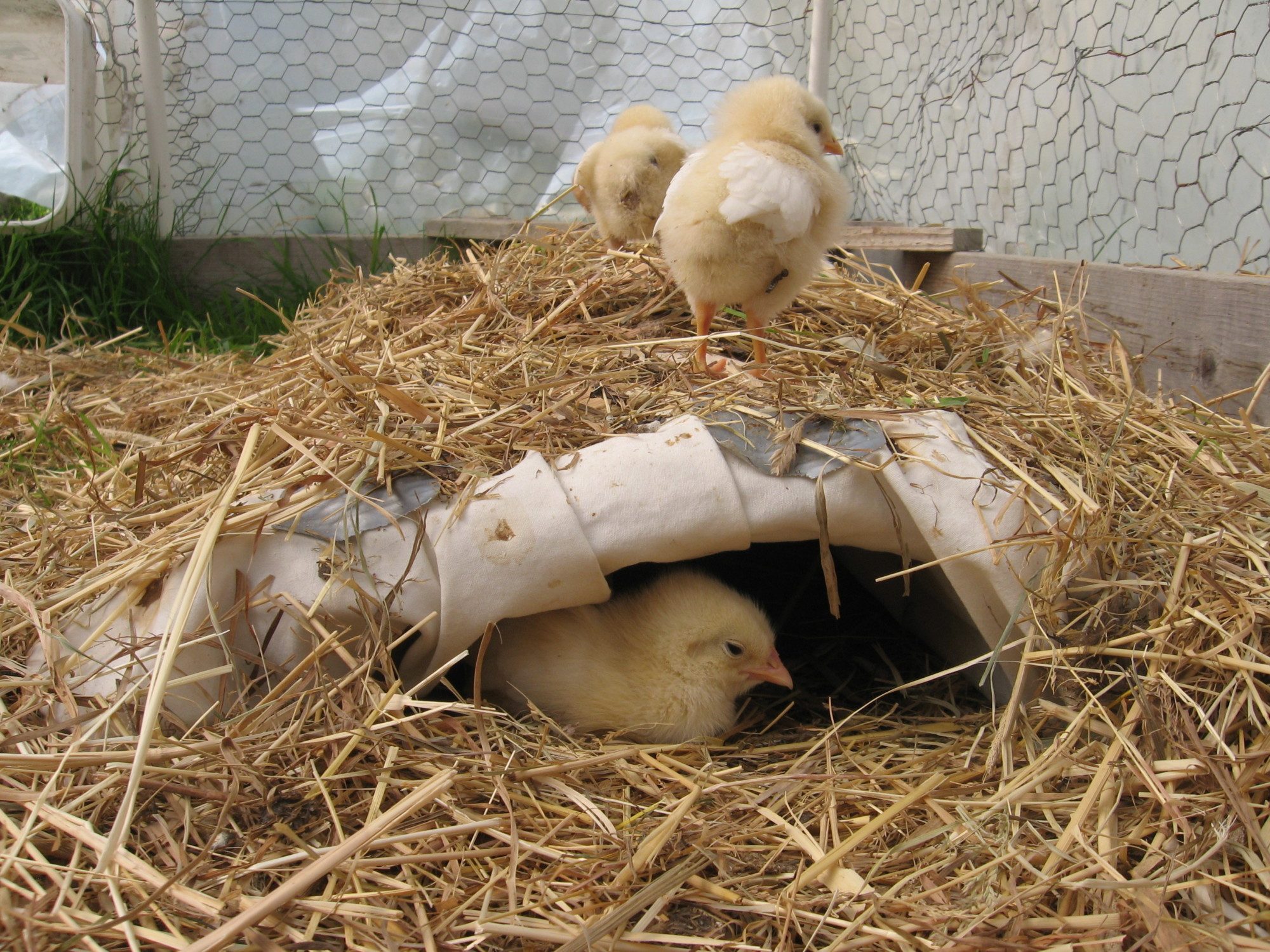 More natural brooding makes healthier chicks!