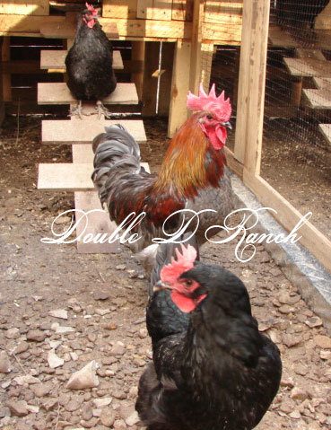 Pinks-Roo-1-and-Girls.jpg