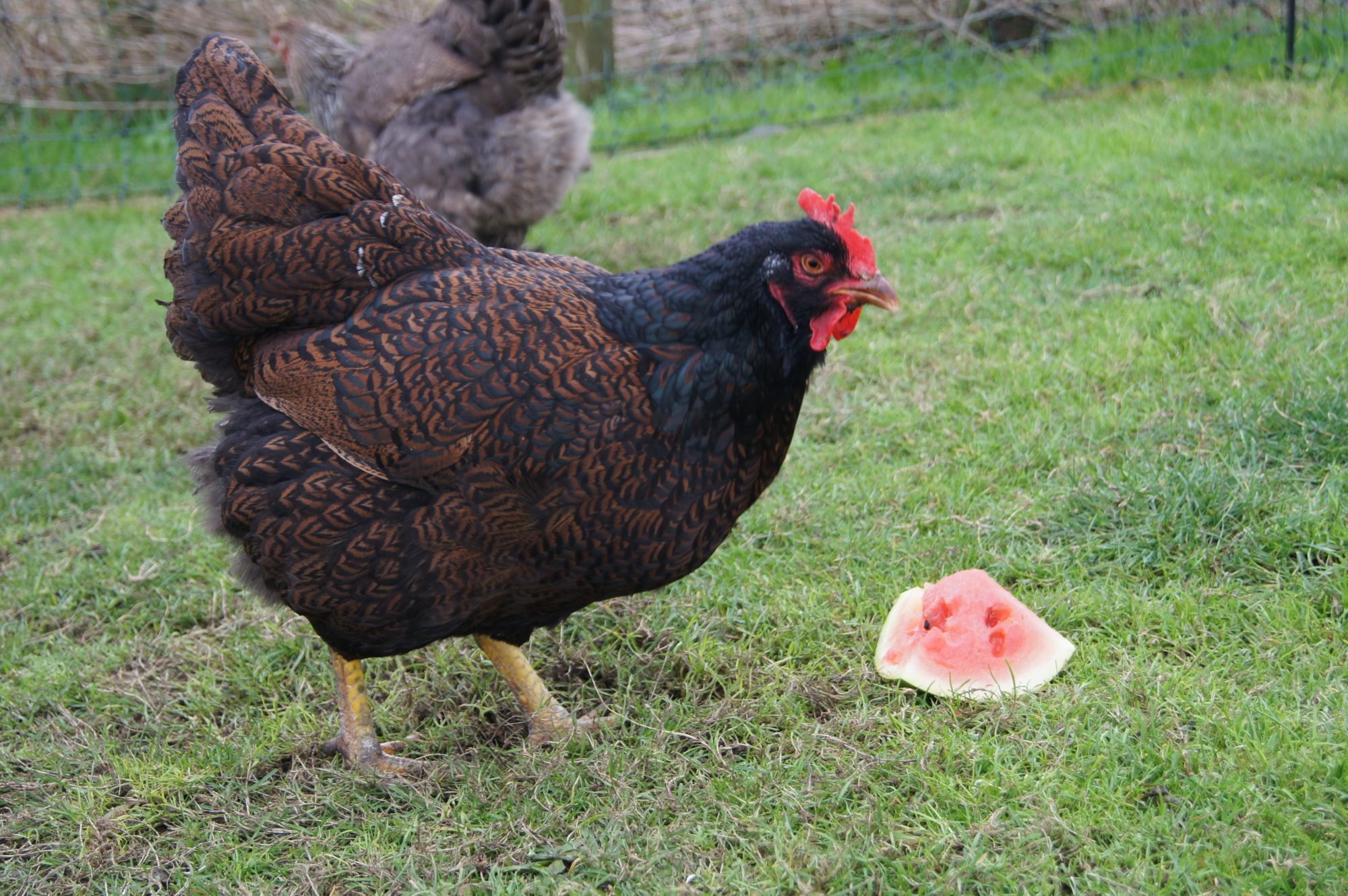 Barnevelder