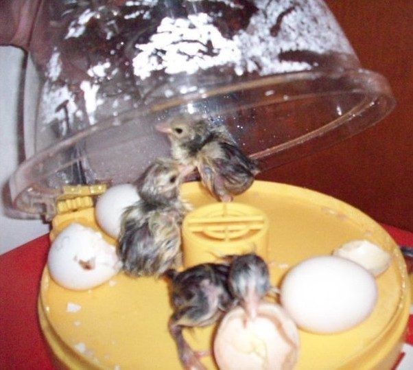 brinsea image 2.jpg