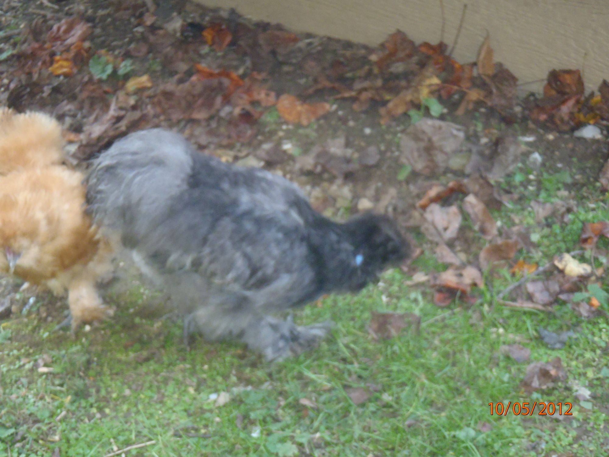 Silkie Chicken's album “Blue Silkie Bantam” — Photo 2 of 13