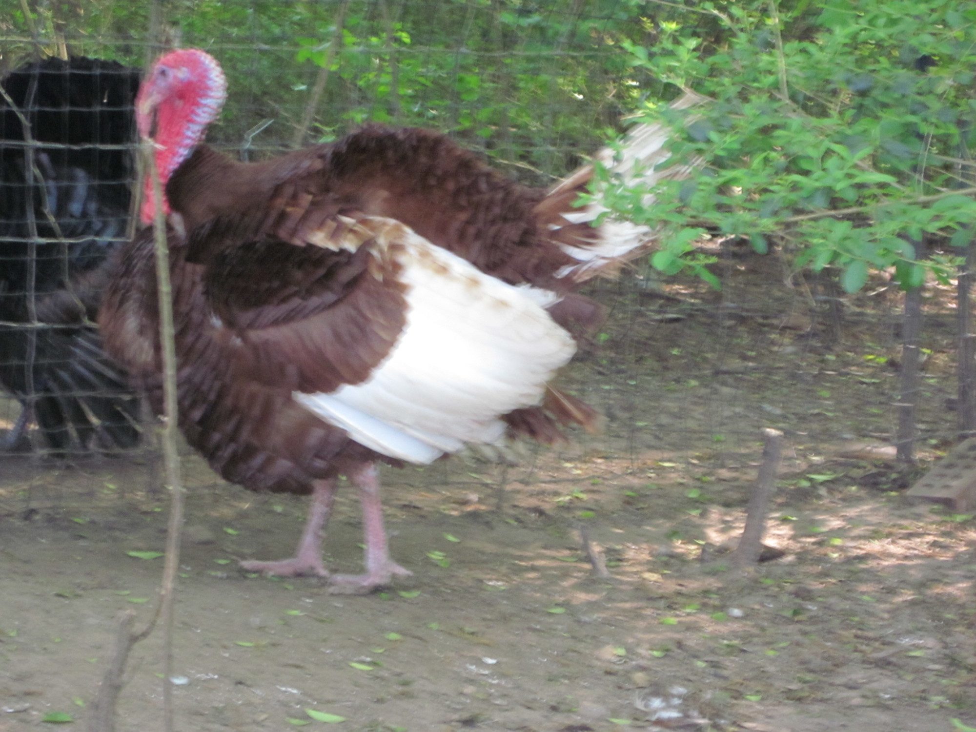 bargain's photos in Turkey eggs