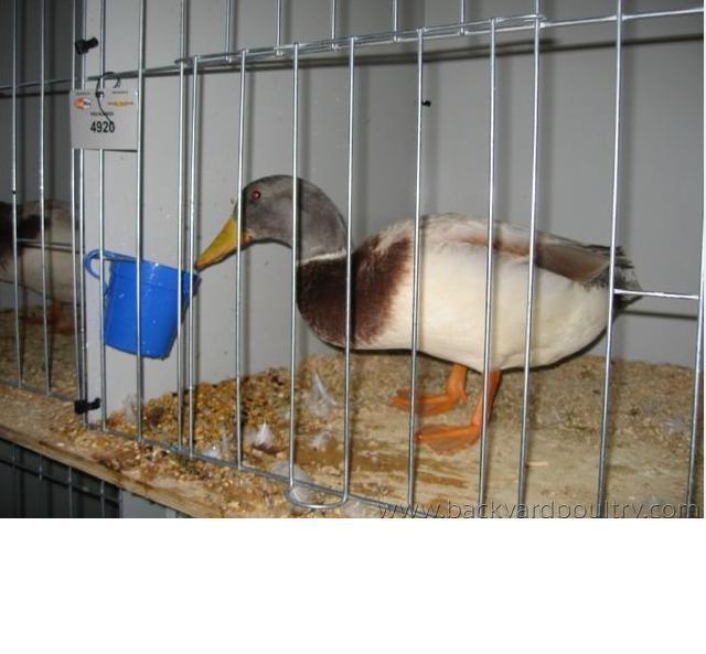 Bantam Saxony Drake.JPG
