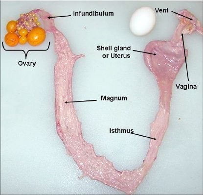 Prolapsed Vent: How much space does separated chick need