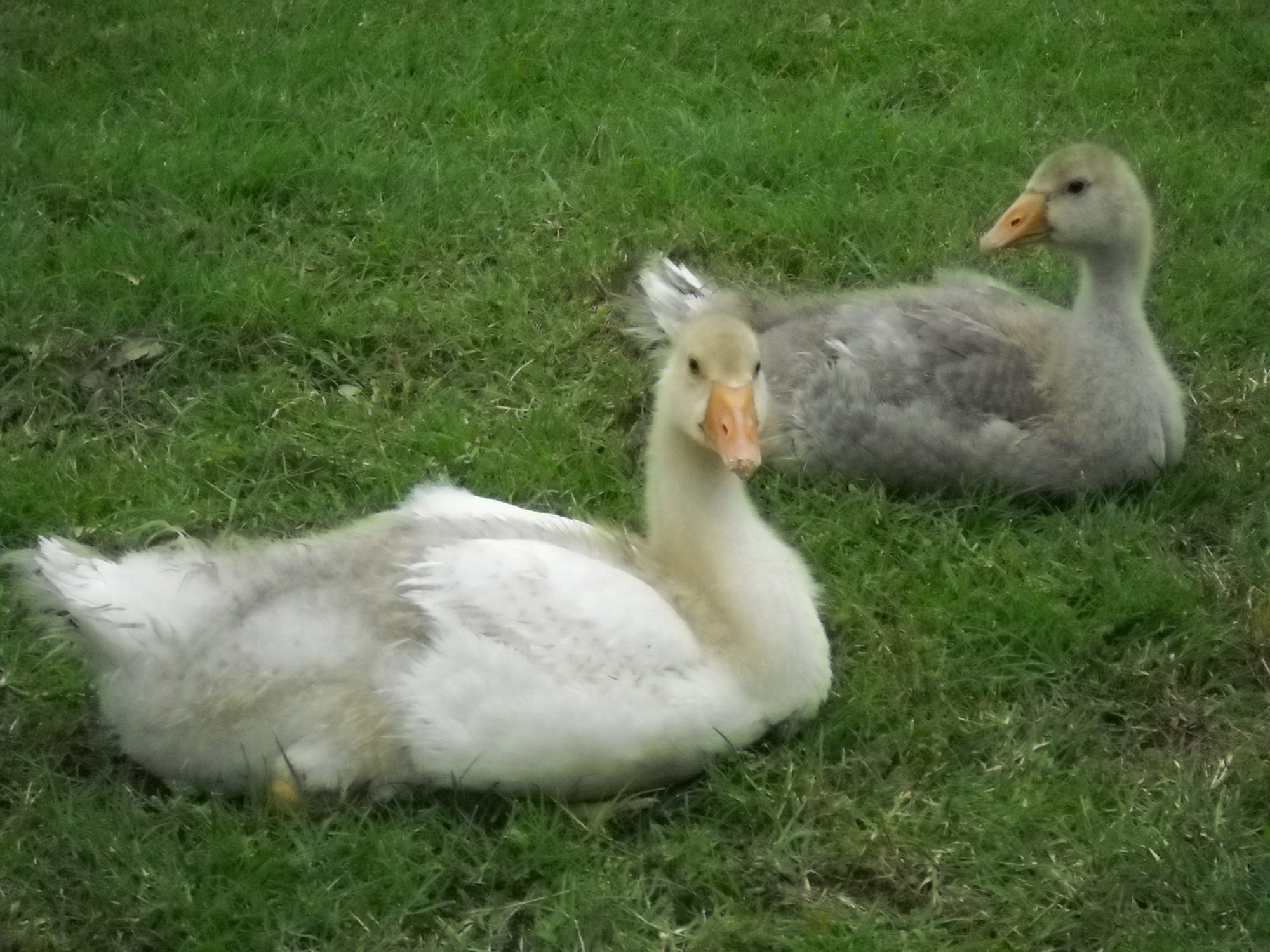 Pilgrim Goose