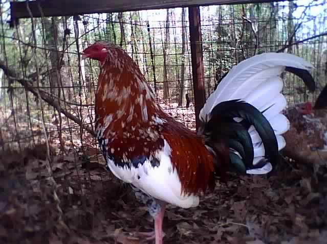 Bumblefoot+Grey+Fighting+Chickens ornamental chicken breeds contest grand champ and reserve champ
