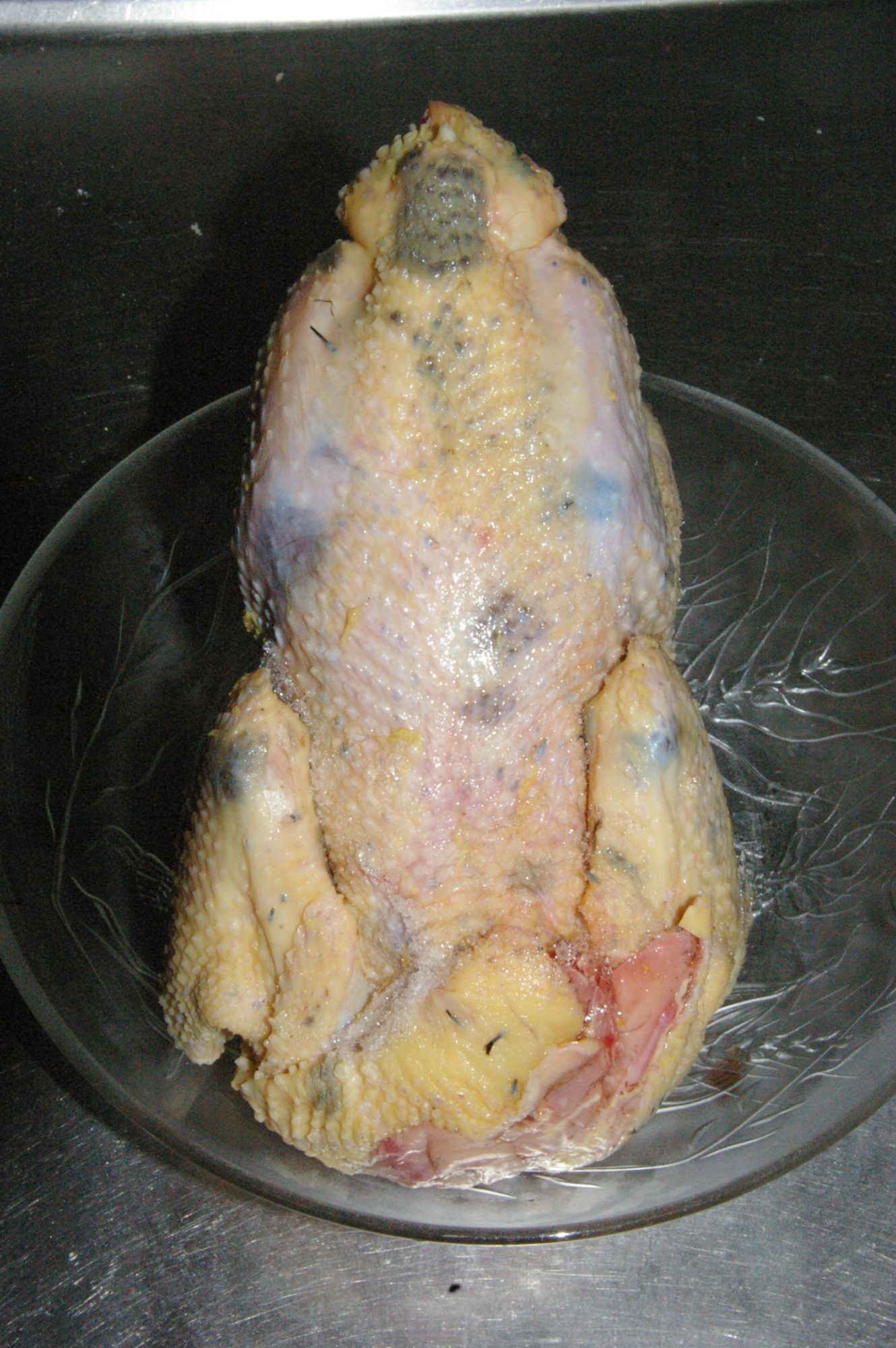 Holstein chicken with yellow and dark spots of pigmentation