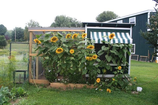 Chickens in the basement--chicken coops | The F Files: fibre, farming ...