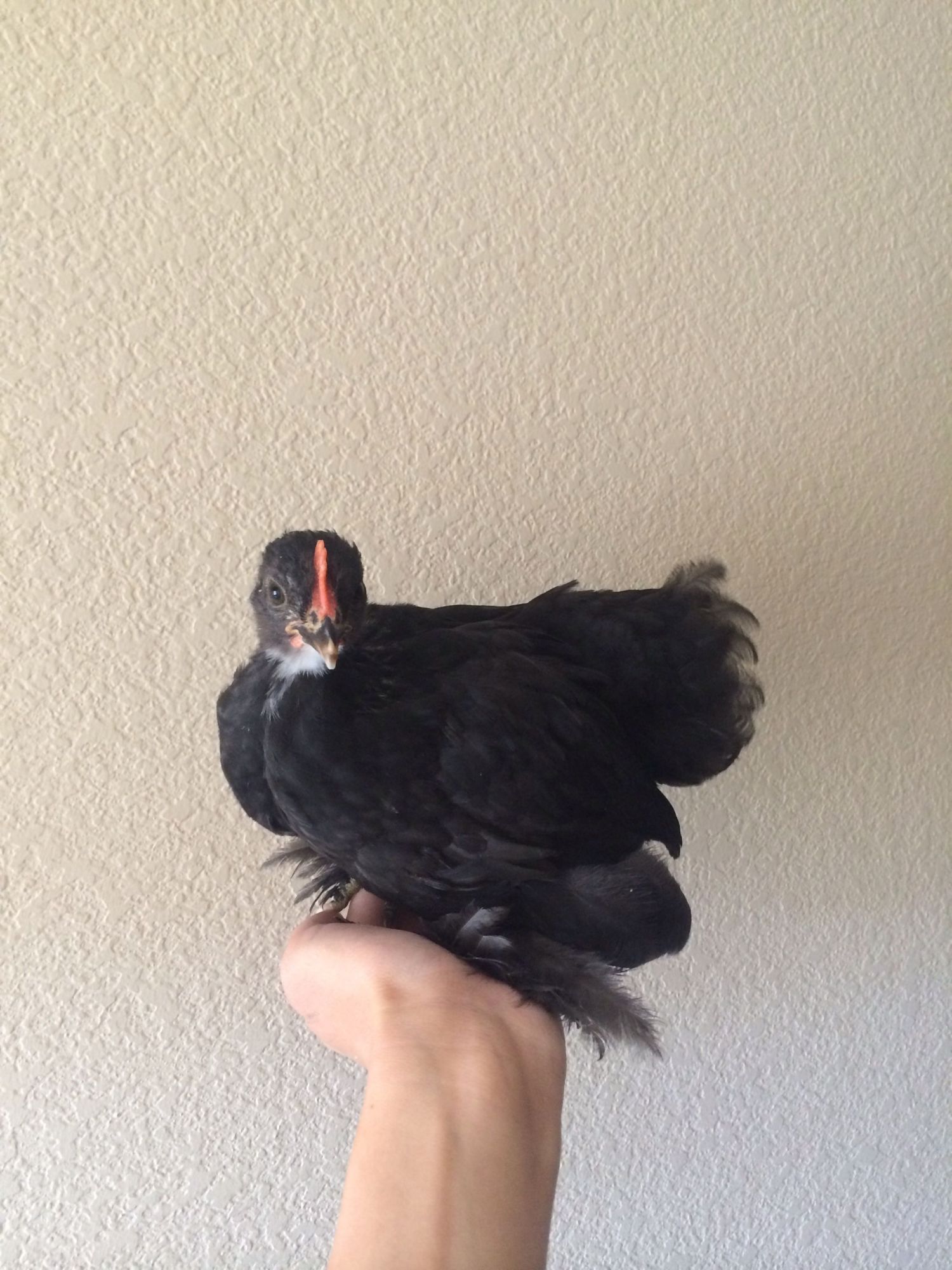 Can anybody tell me the breeds?