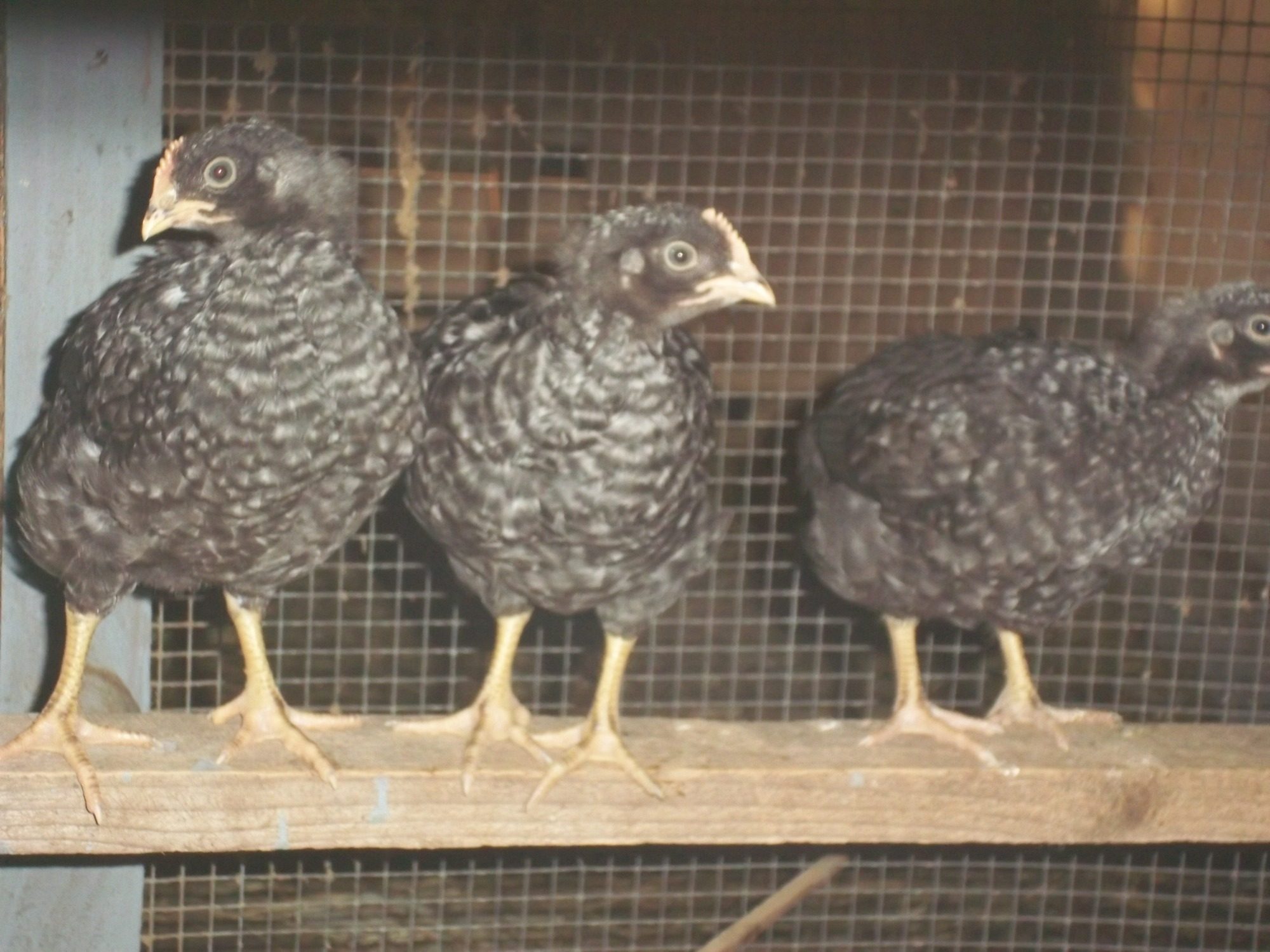 Barred Rock Chicks For Sale Canada