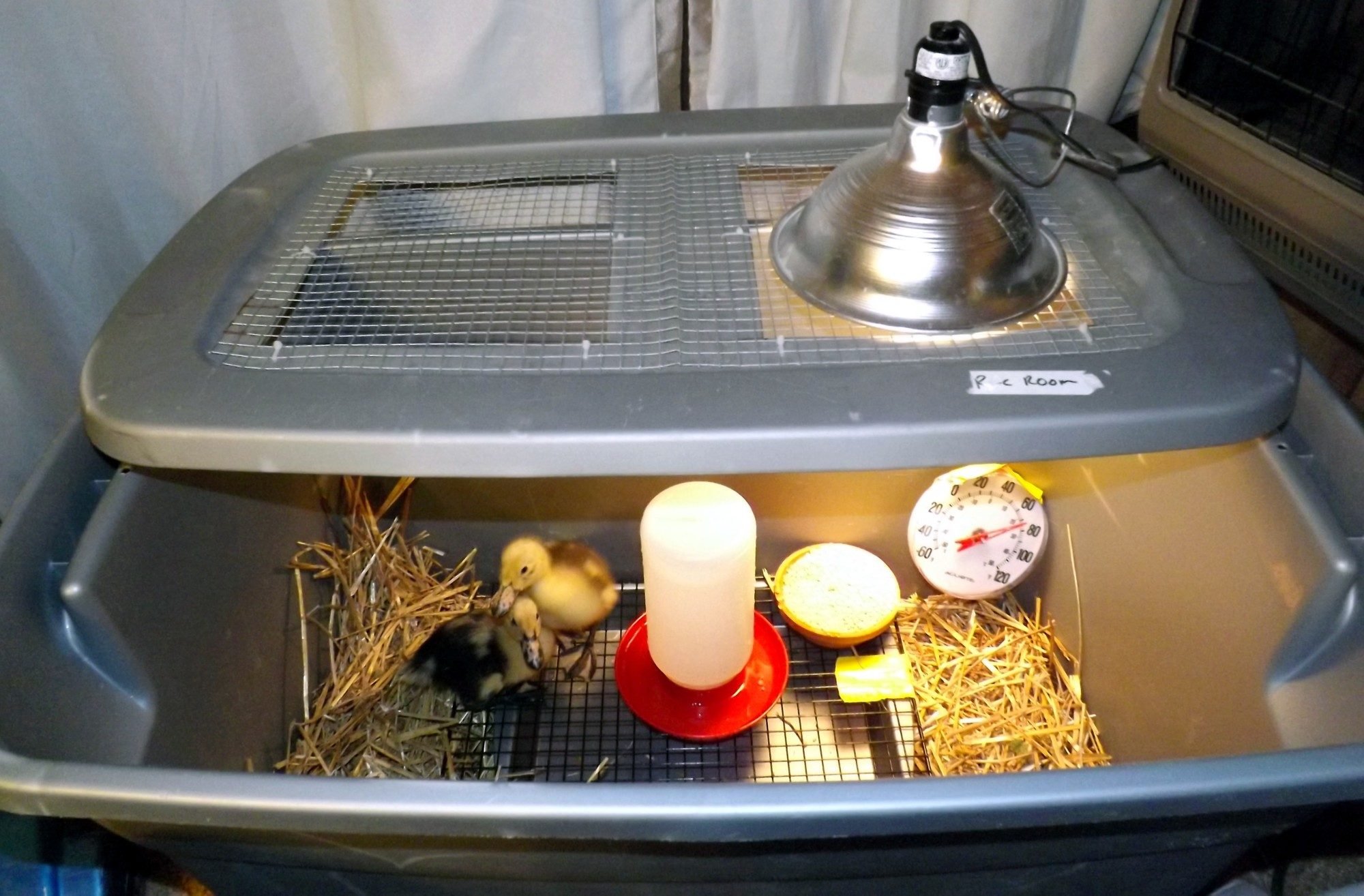 Duckling Care &amp; Brooder Ideas - BackYard Chickens Community