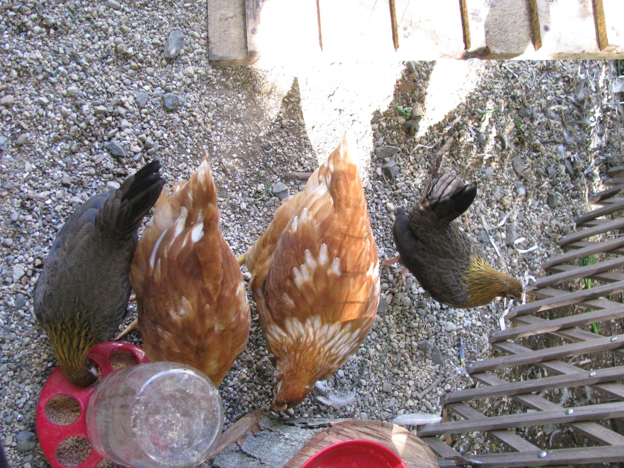 golden sussex chicken