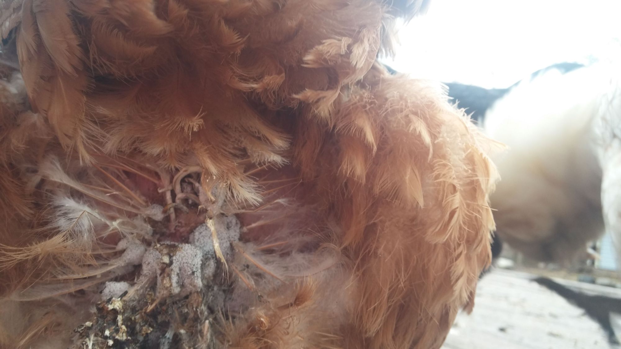 Hens infested with bird lice, looking for best approach