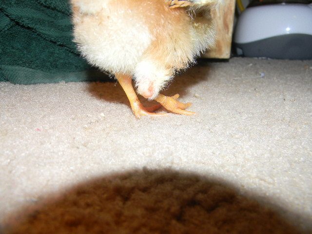 Chick With Broken Splayed Leg Pictures Backyard Chickens Learn How