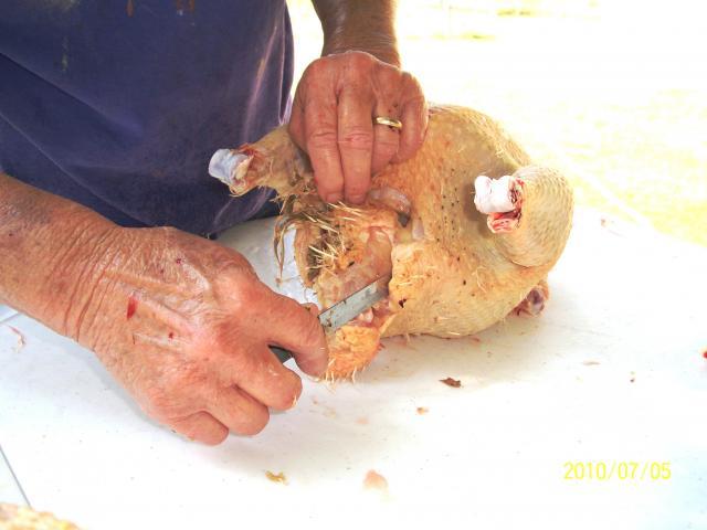 900x900px-LL-1a5fbbeb_6459_meat_chickens_processing_031.jpeg