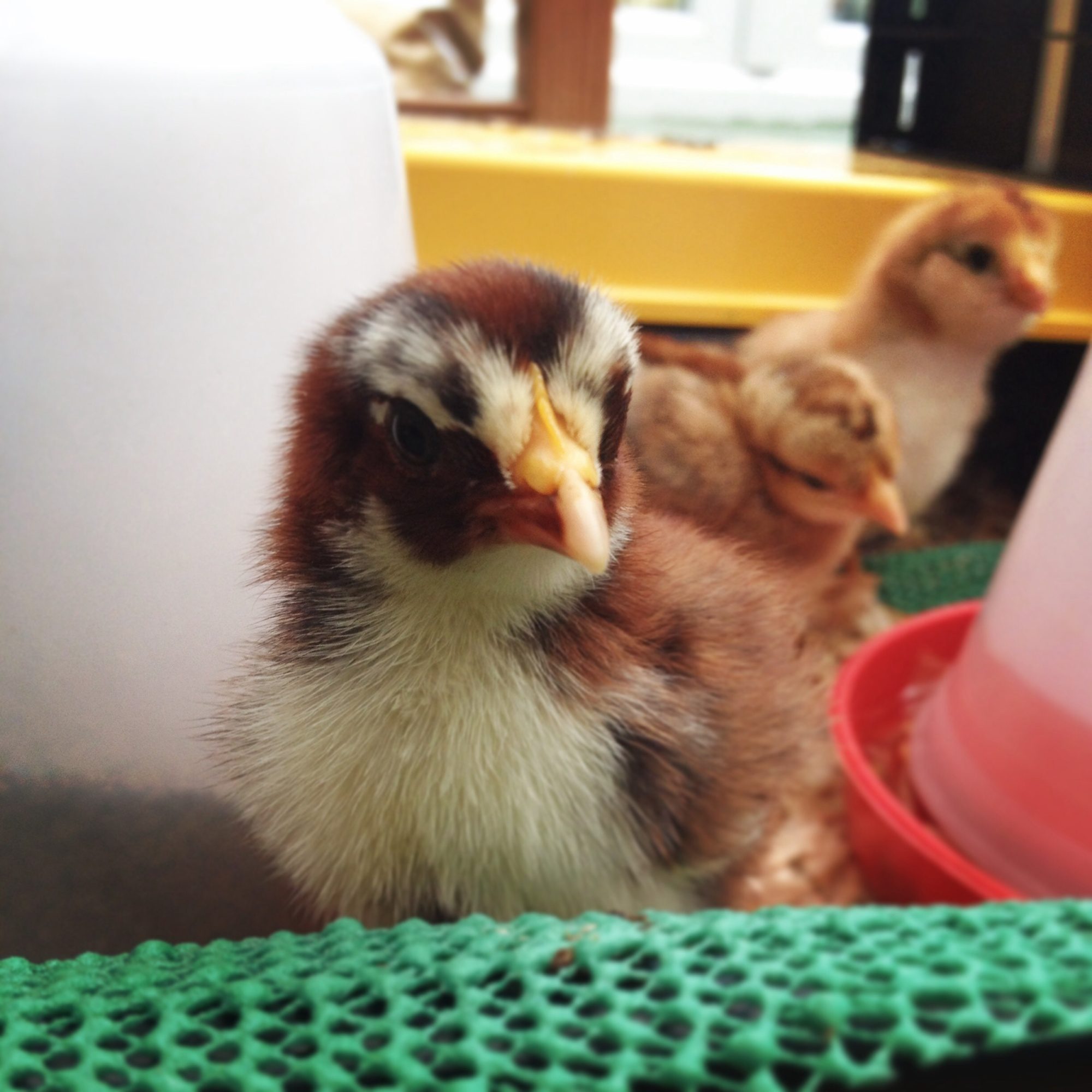 What breed is my baby chick? - named him/her wolverine