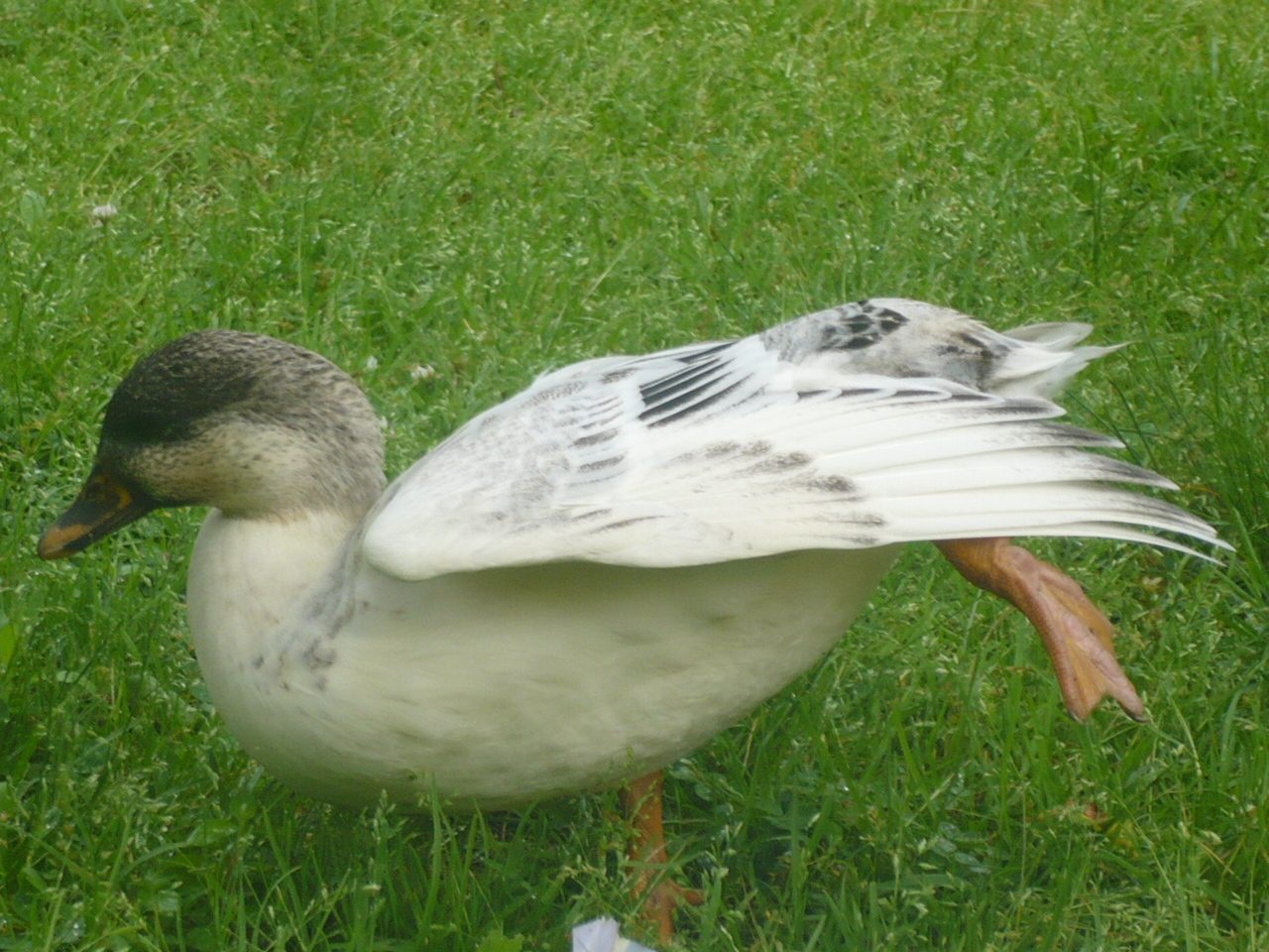 P1070443.JPG