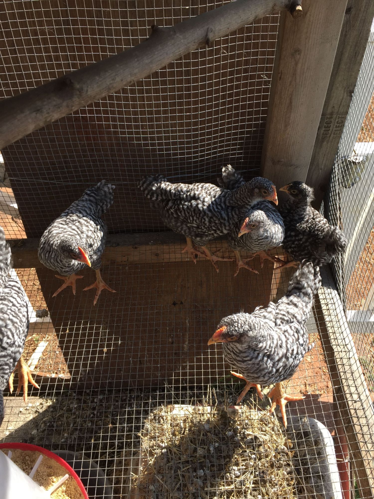 Sight Sexing Barred Plymouth Rock Chicks At Hatch