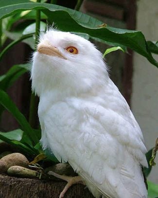 LEC_05-08-2010_EGN_02_lec-albino%20tawny_t325.jpg