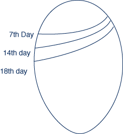air cell size.gif