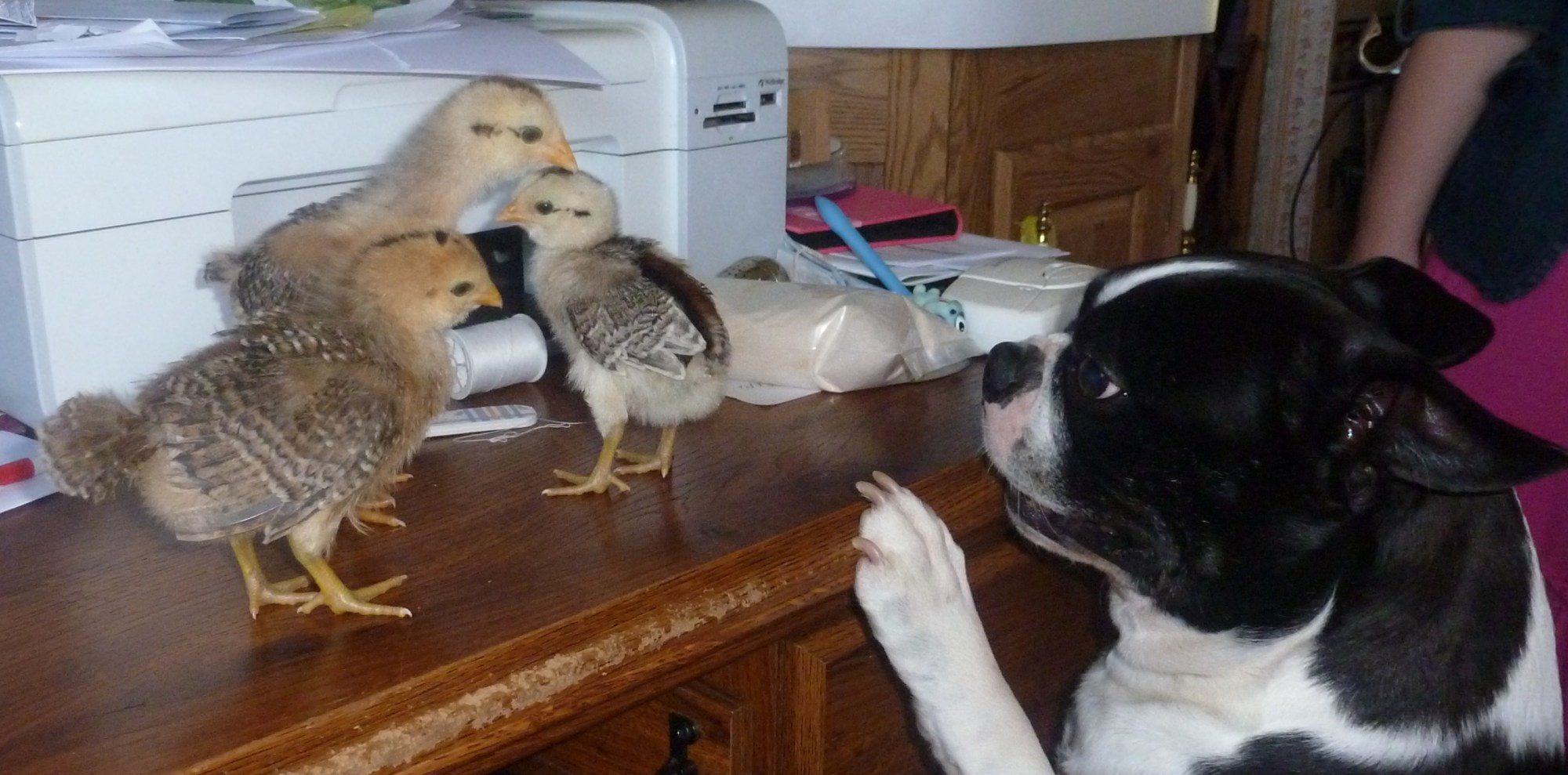 chickies 009.JPG