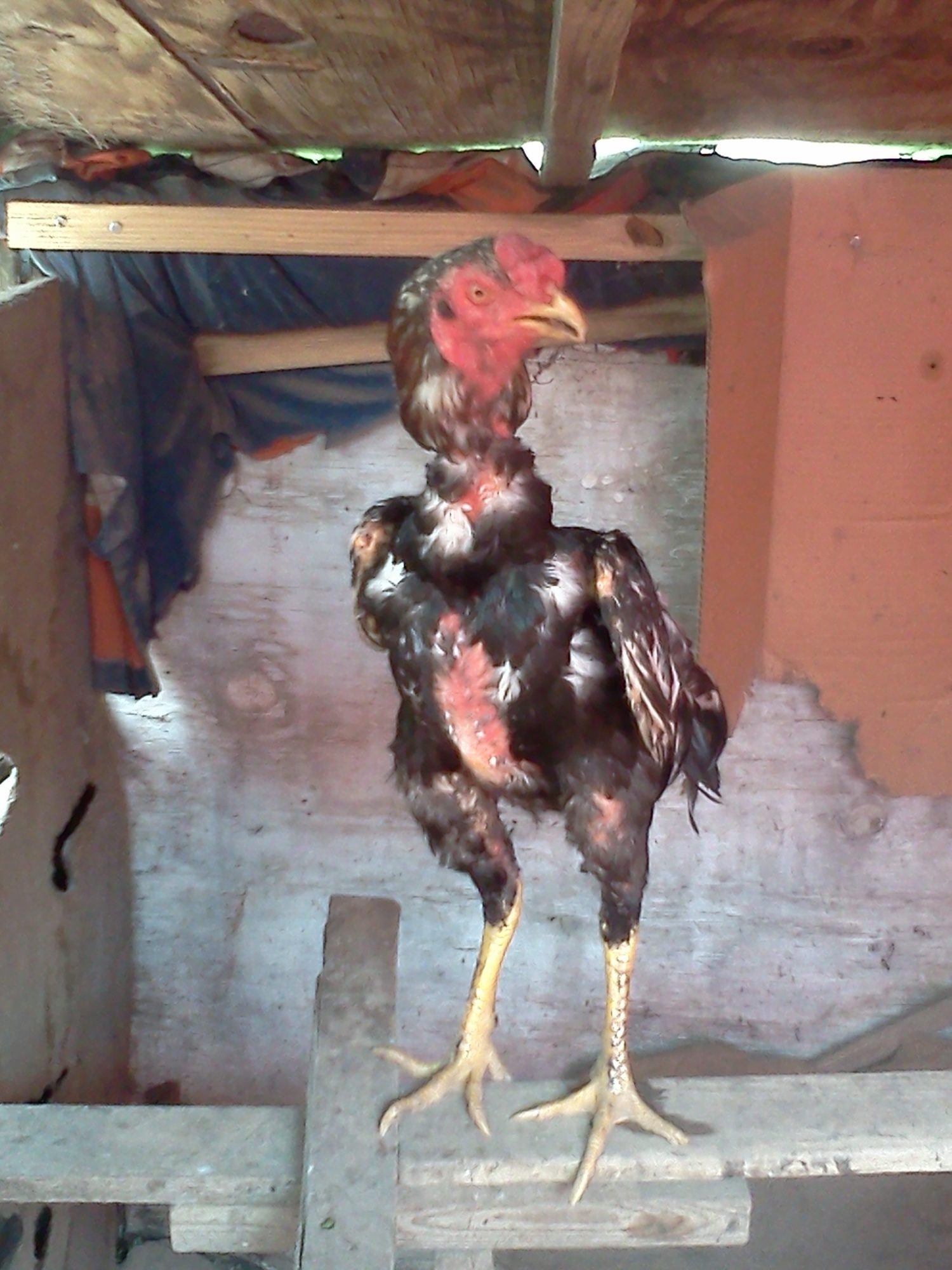 Ganoi+For+Sale+In+United+States Game Fowl Ganoi http://irs-relief-now.com/css/ganoi-gamefowl