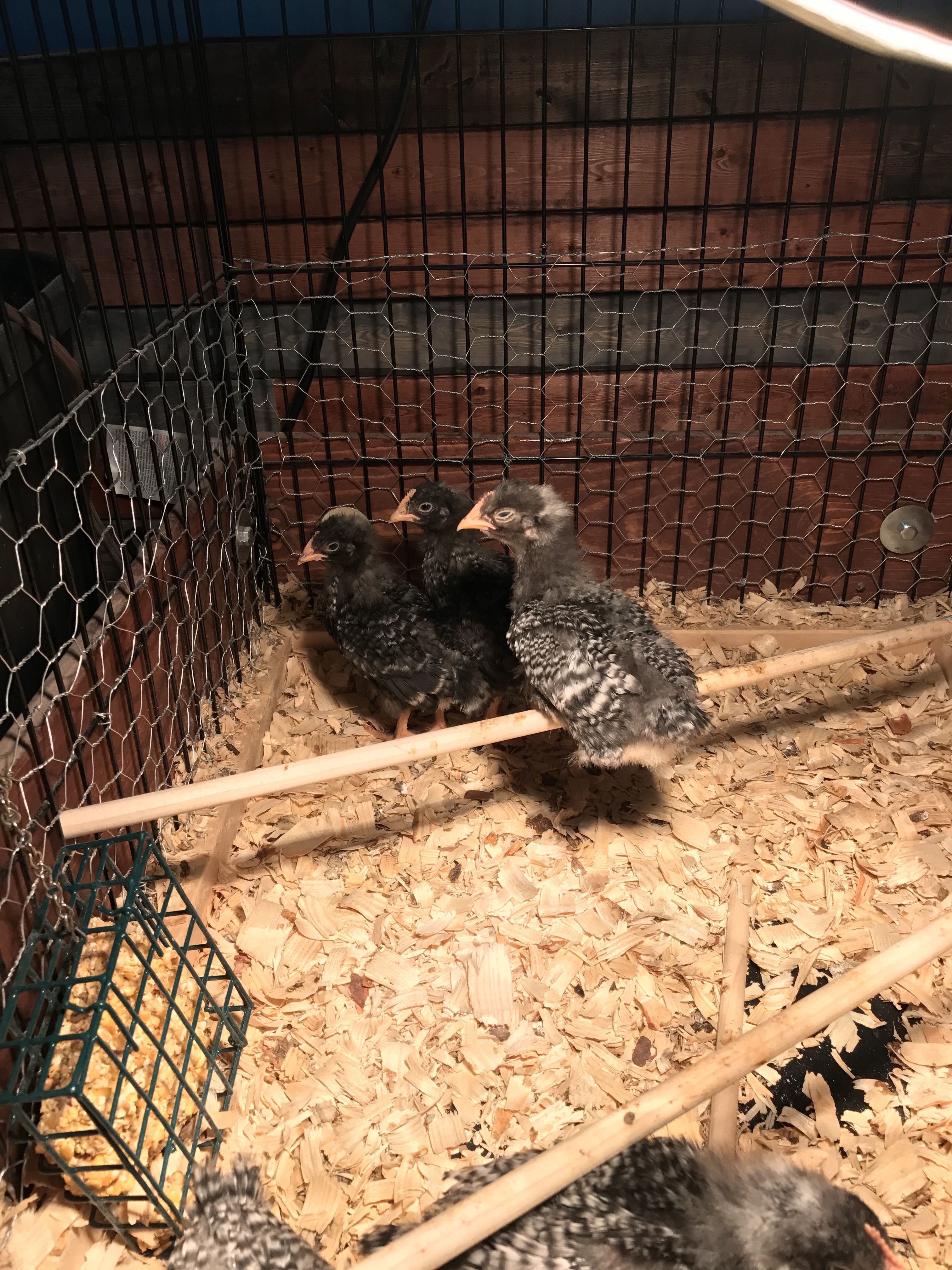 Sight Sexing Barred Plymouth Rock Chicks At Hatch