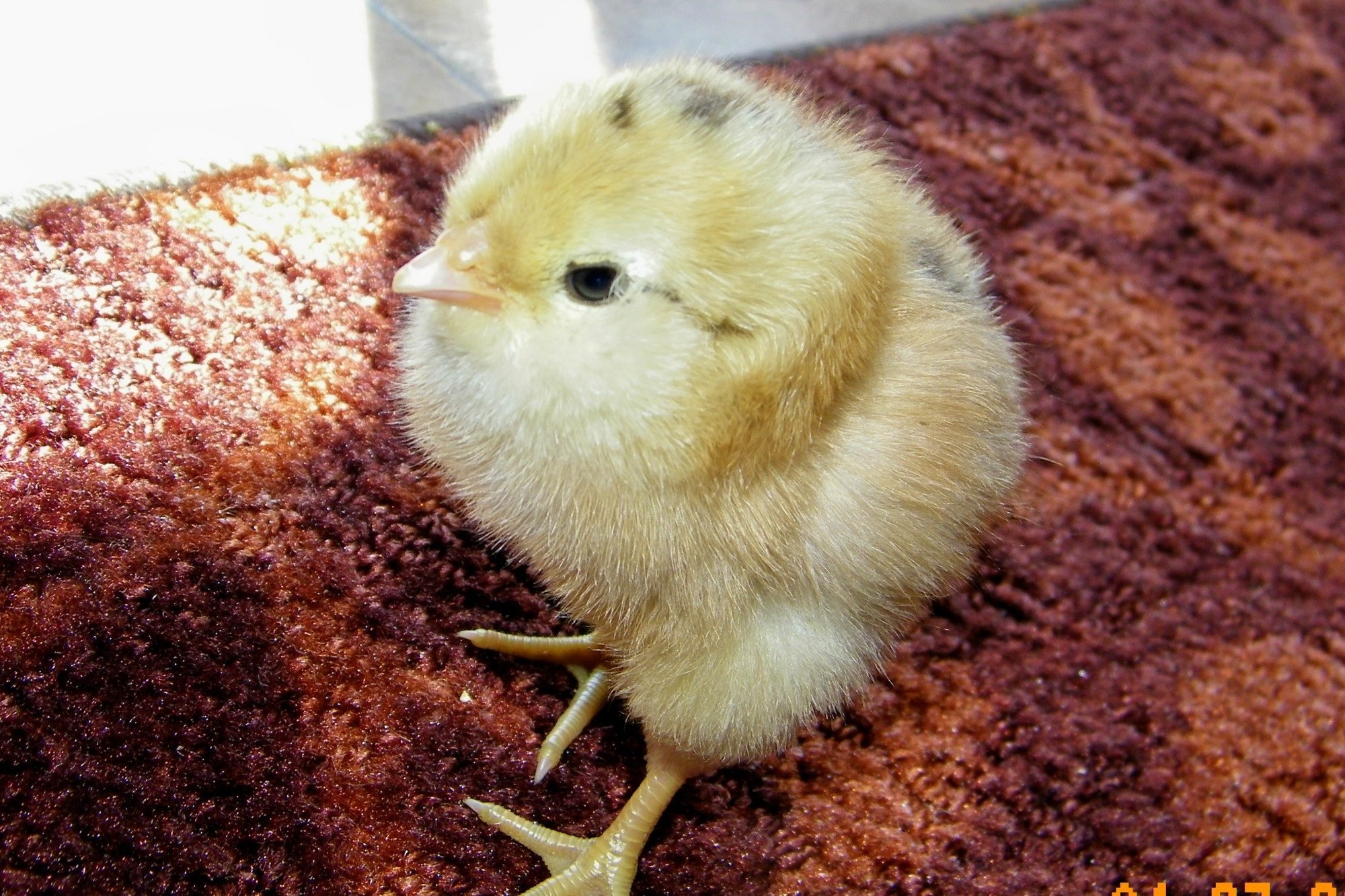 Chicken Hatch