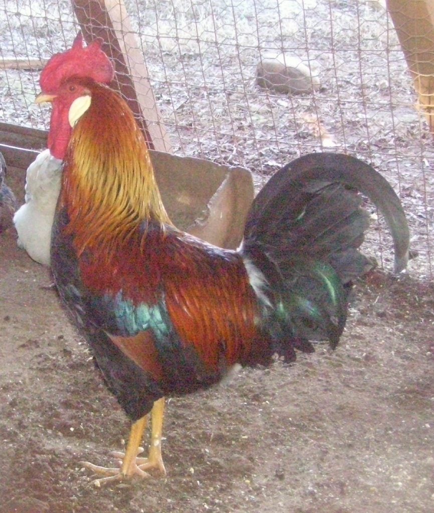 Brown Leghorn Rooster