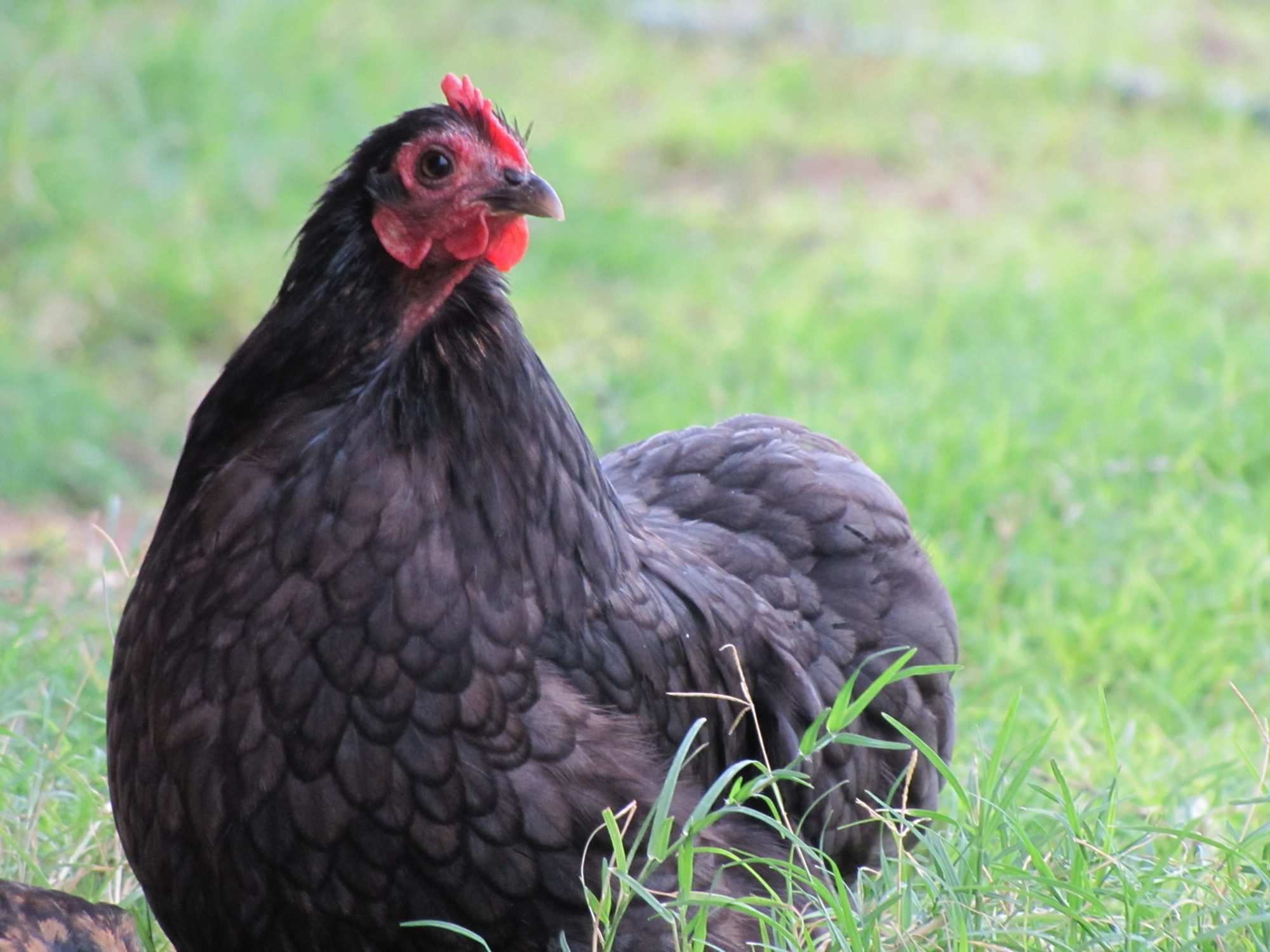 Bantam-Cochin