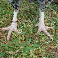 Feet.jpg