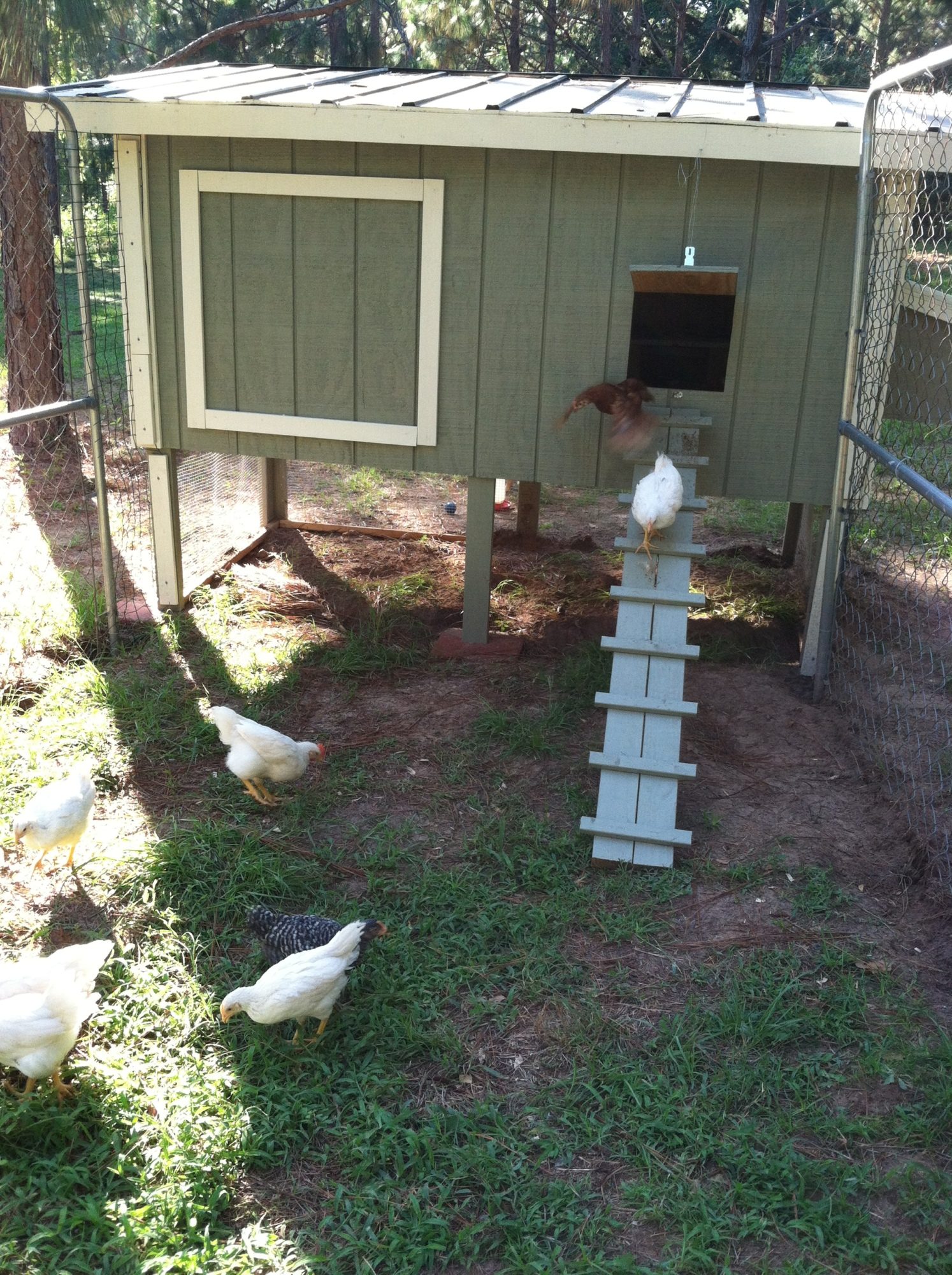 Chicken Co-op Plans Free