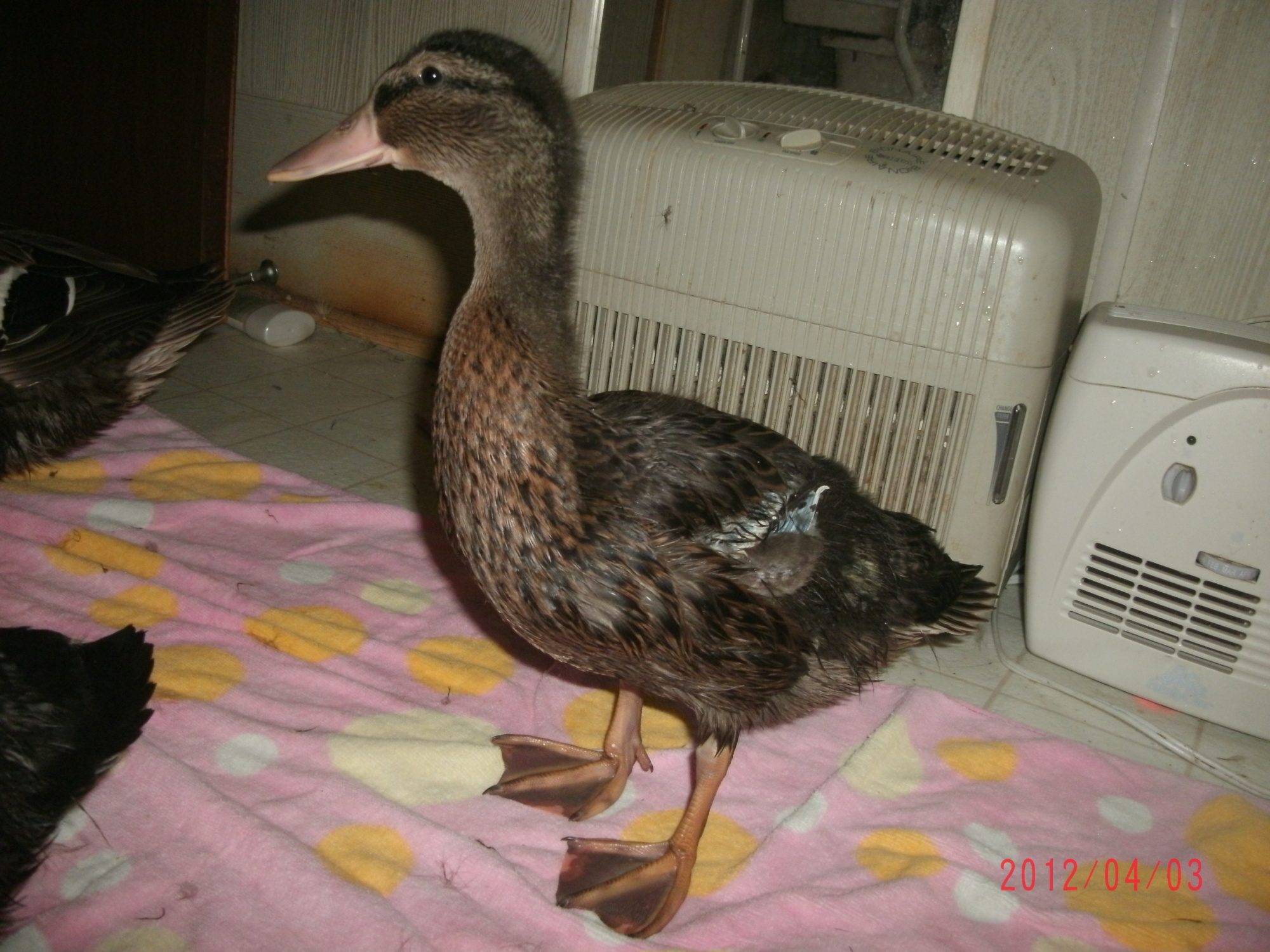 mallard cross breed