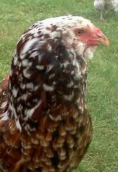 russian orloff rooster