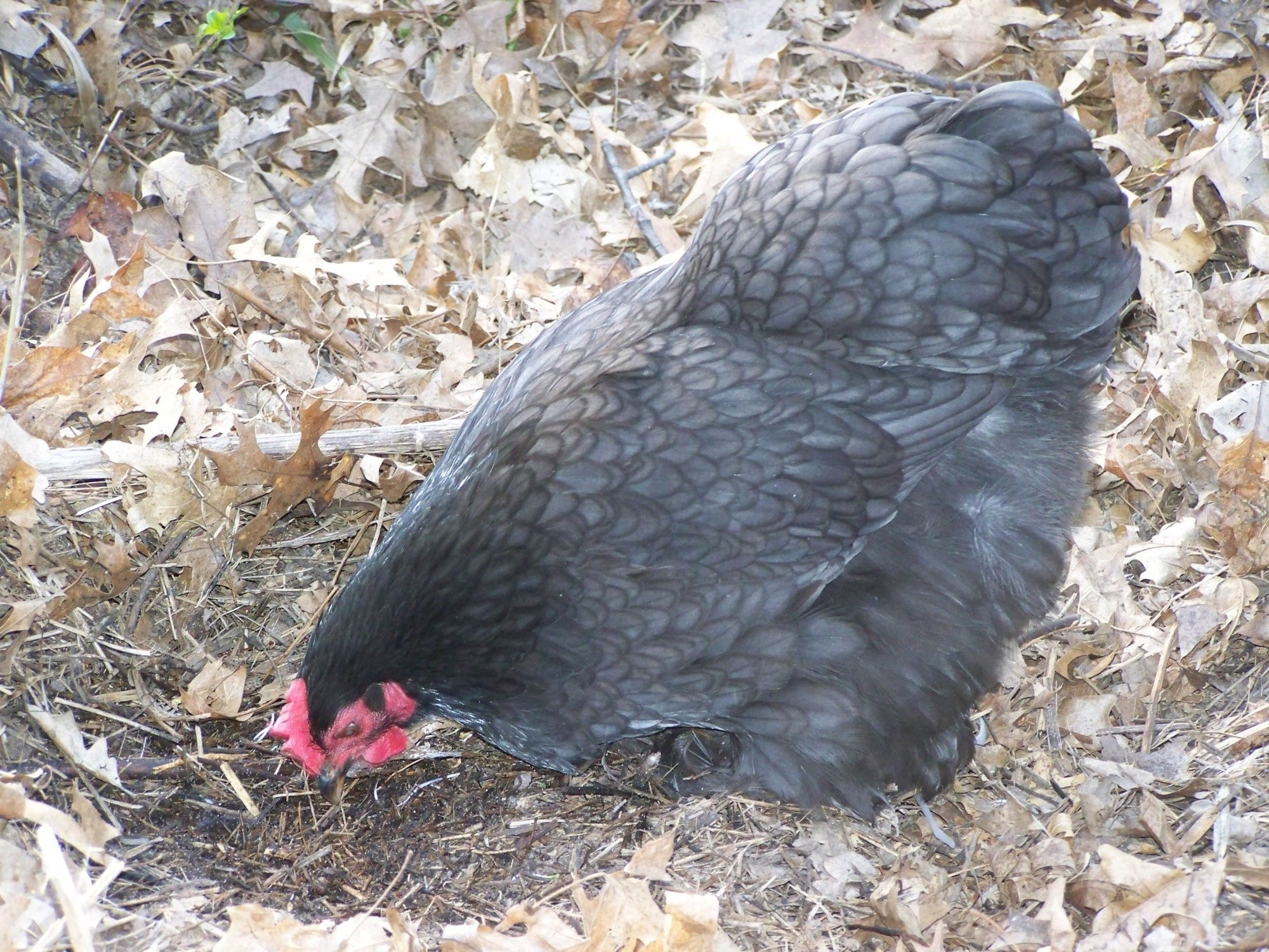 blue cochin rooster